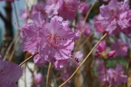 진달래꽃 의 사진24