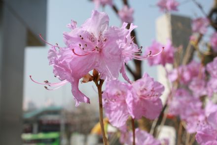 진달래꽃 의 사진28