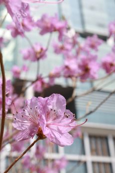 진달래꽃 의 사진32