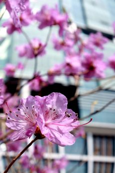 진달래꽃 의 사진36