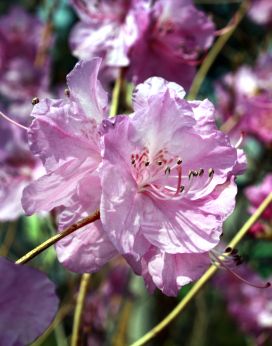 진달래꽃 의 사진40
