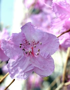 진달래꽃 의 사진41
