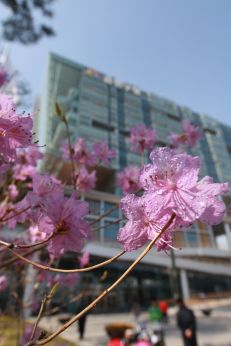 진달래꽃 의 사진51