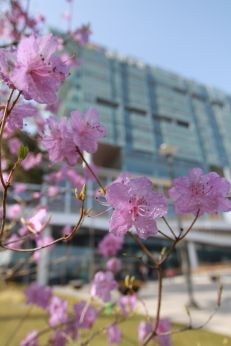 진달래꽃 의 사진59
