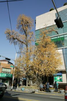 은행나무(보호수) 의 사진6