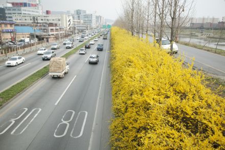 서부간선도로 와 개나리 의 사진87