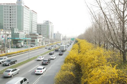 서부간선도로 와 개나리 의 사진90