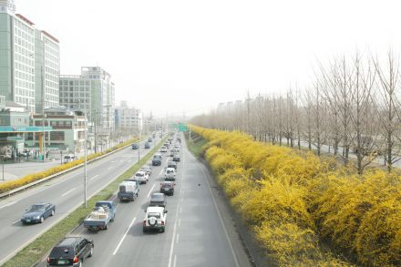 서부간선도로 와 개나리 의 사진91