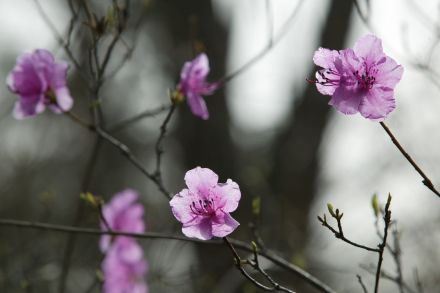 진달래 의 사진13