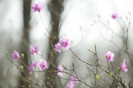 진달래 의 사진14