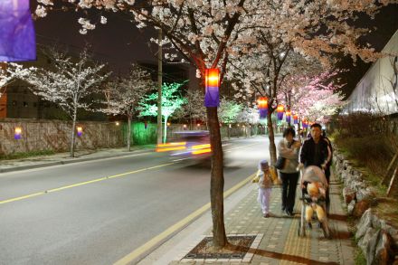 2005 벚꽃십리길(야간) 의 사진