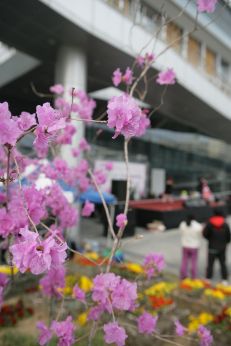 구청 앞 진달래 꽃 의 사진