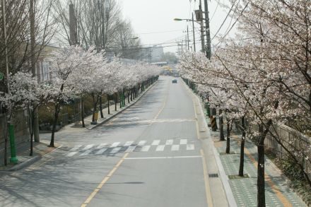 2004 벚꽃십리길 의 사진37