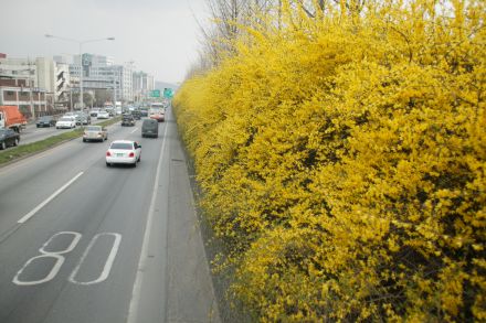 서부간선도로 와 개나리 의 사진93