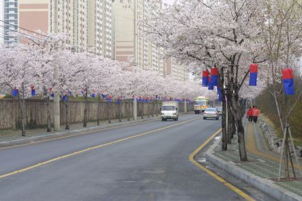 벚꽃십리길 구민걷기대회 의 사진86