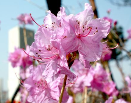 진달래꽃 의 사진65