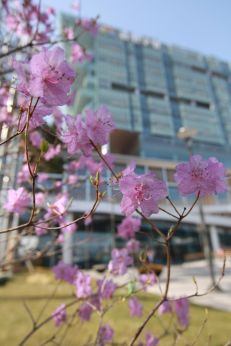 진달래꽃 의 사진70