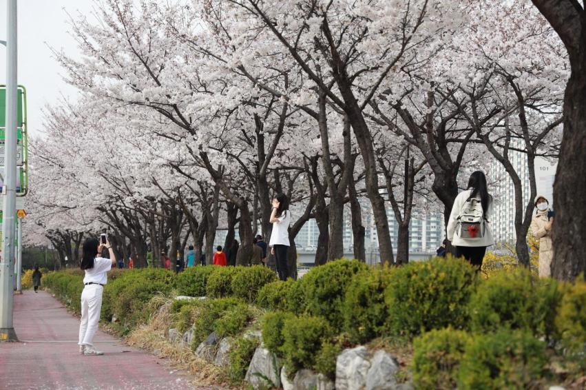 사회적 거리두기 안양천(벚꽃) 의 사진8