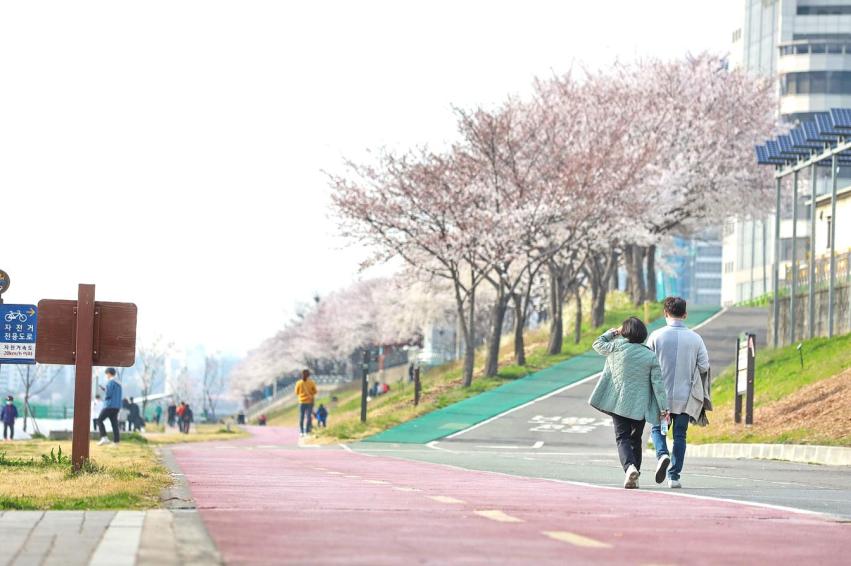 사회적 거리두기 안양천(벚꽃) 의 사진32