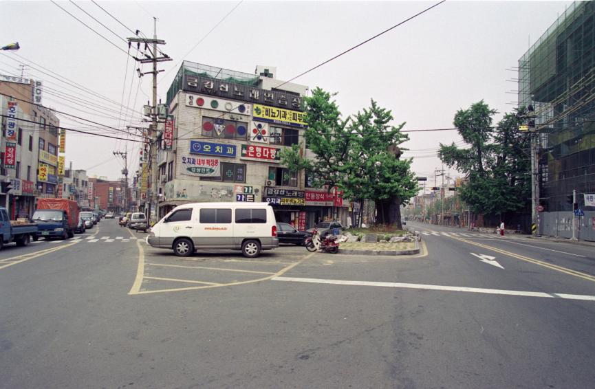 1996년 보호수(은행나무) 의 사진5