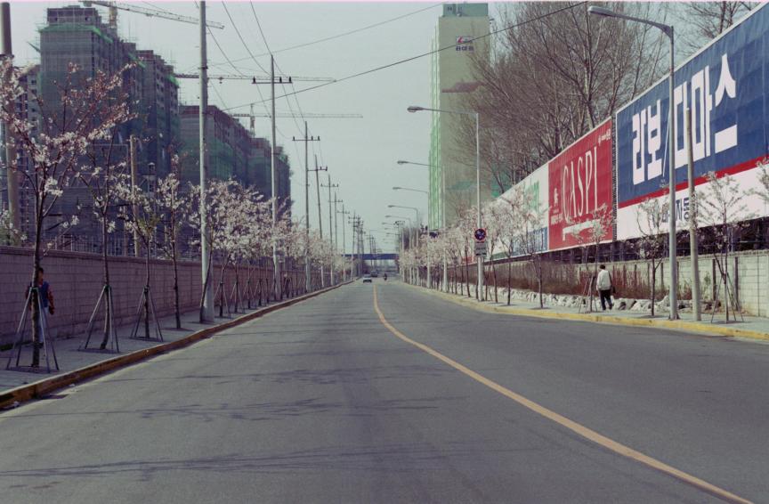 1996년 벚꽃십리길 의 사진