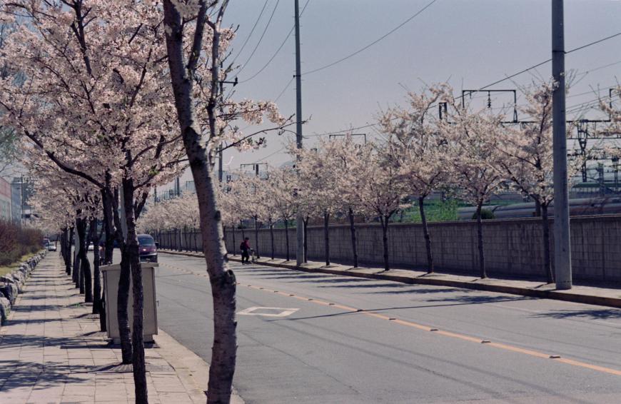 1998년 벚꽃십리길 의 사진1