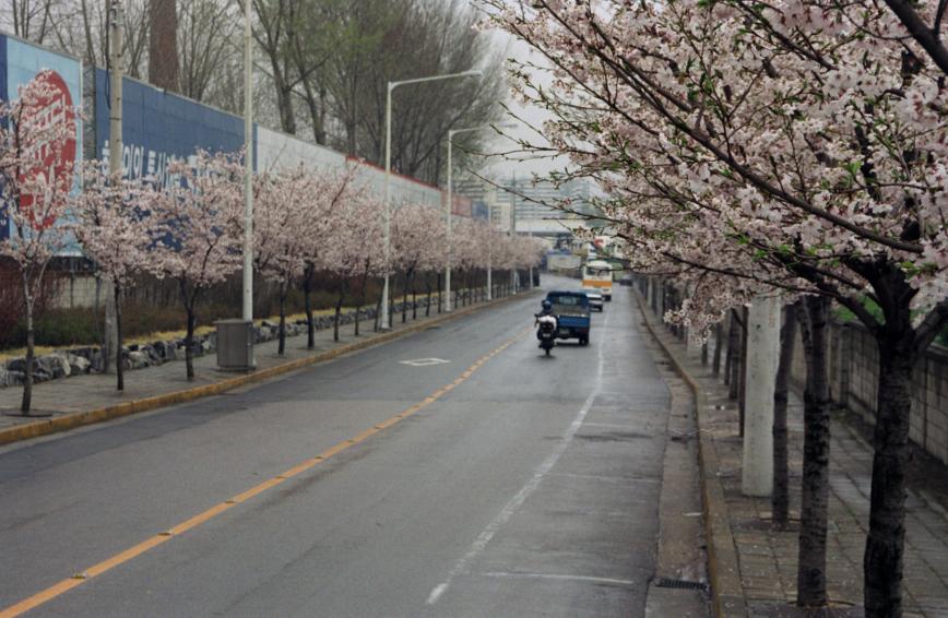 1999년 벚꽃십리길 의 사진1