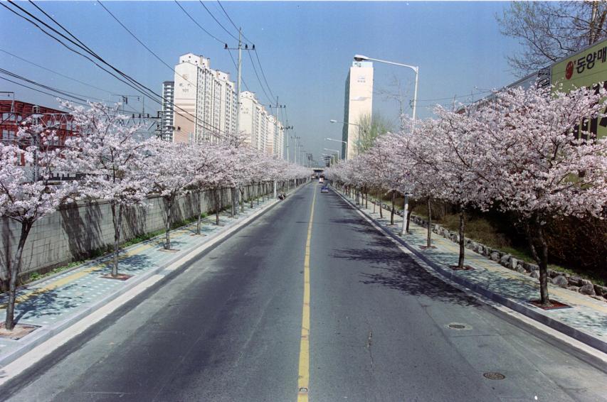 2002년 벚꽃십리길 의 사진