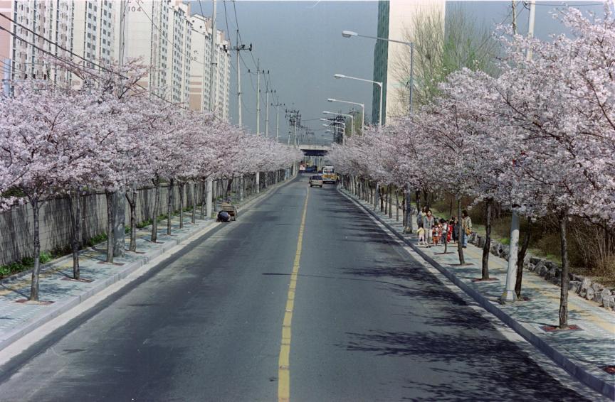 2002년 벚꽃십리길 의 사진2