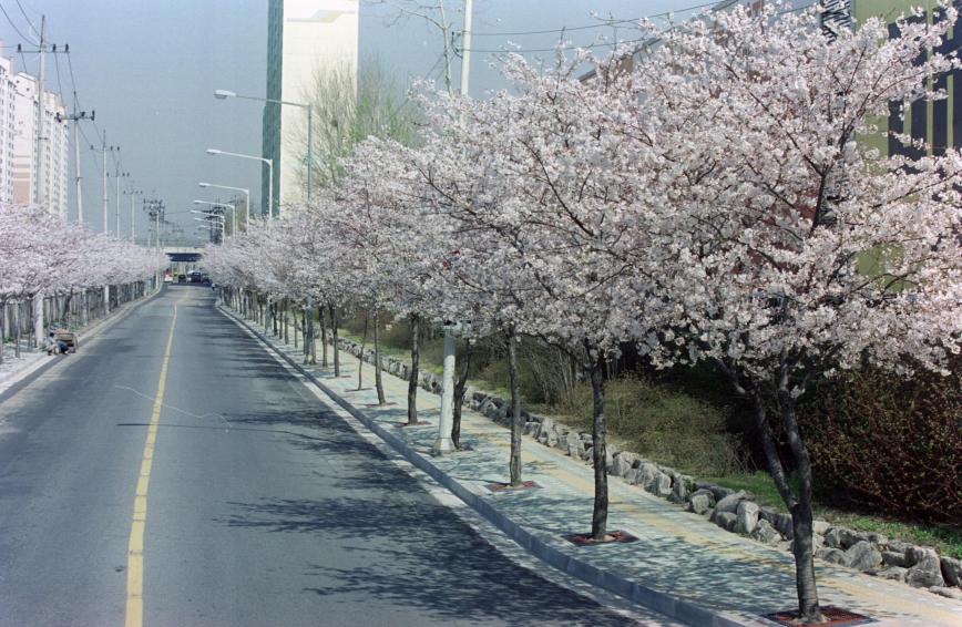 2002년 벚꽃십리길 의 사진3