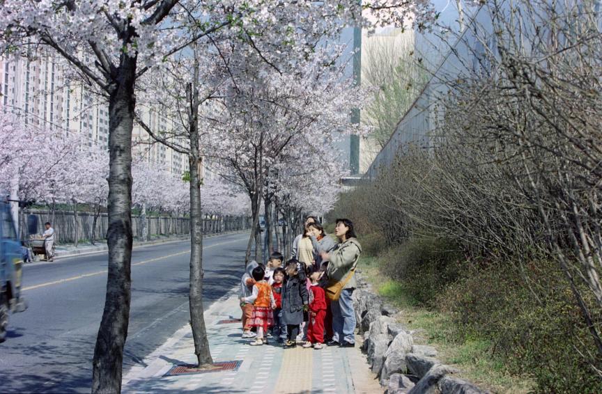 2002년 벚꽃십리길 의 사진4