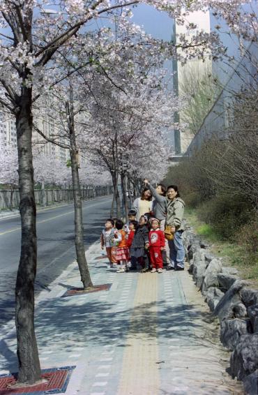 2002년 벚꽃십리길 의 사진5