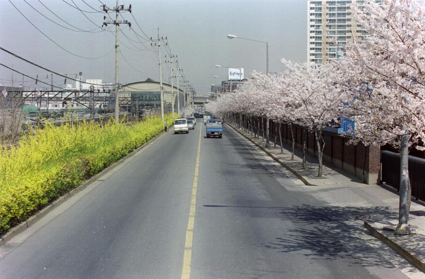 2002년 벚꽃십리길 의 사진6