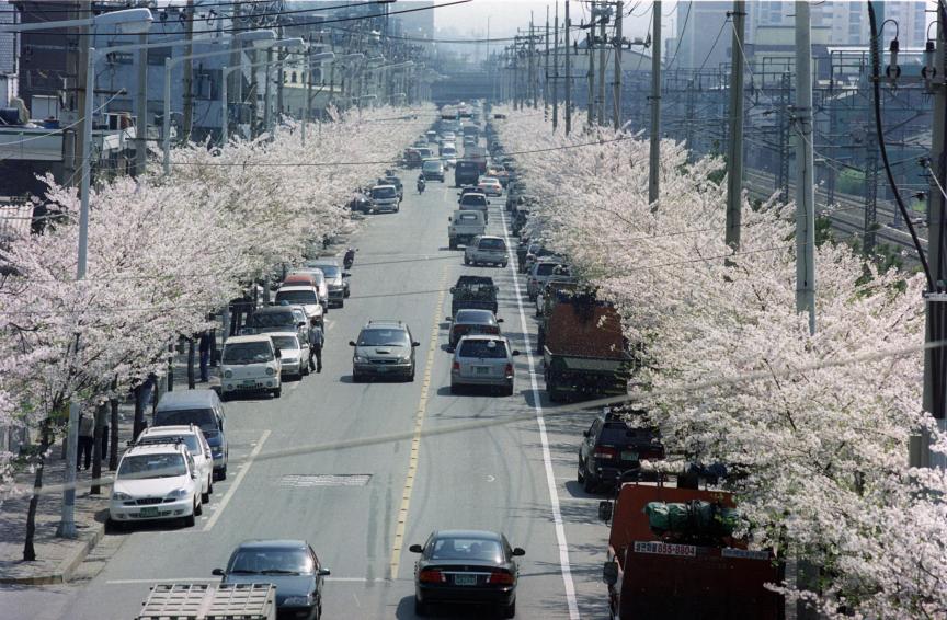 2002년 벚꽃십리길 의 사진7