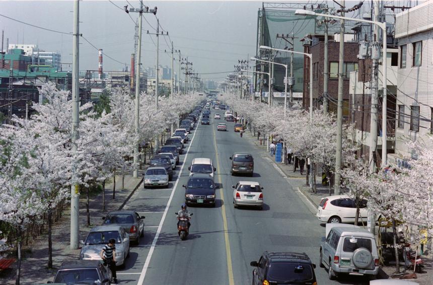 2002년 벚꽃십리길 의 사진8