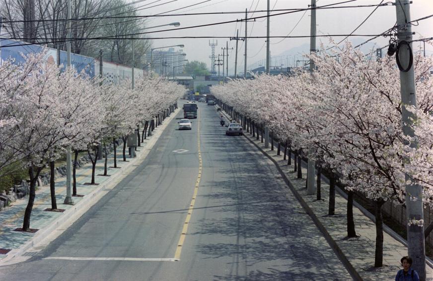 2002년 벚꽃십리길 의 사진9