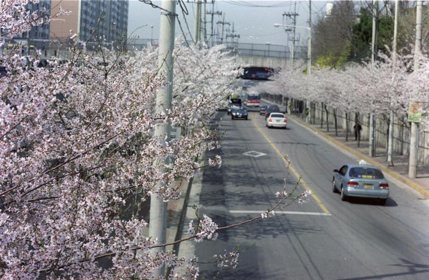2002년 벚꽃십리길 의 사진10