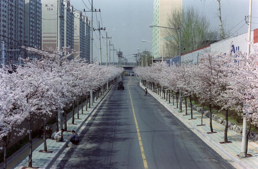 2002년 벚꽃십리길 의 사진11