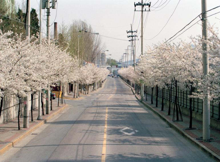2002년 벚꽃십리길 의 사진13
