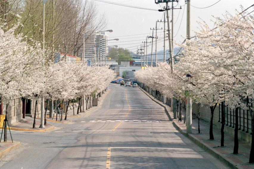 2002년 벚꽃십리길 의 사진14