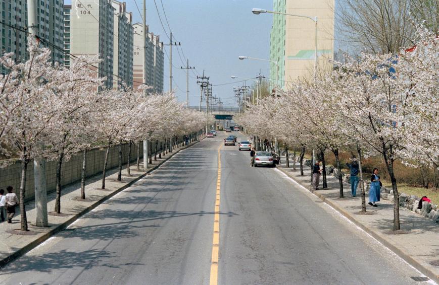2002년 벚꽃십리길 의 사진17