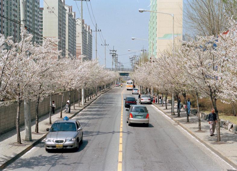 2002년 벚꽃십리길 의 사진18