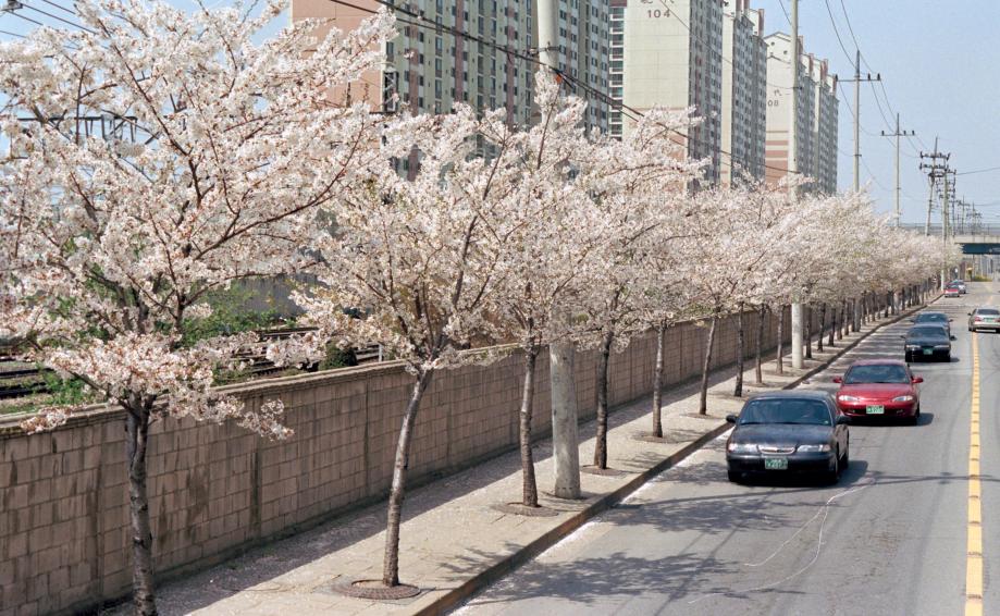 2002년 벚꽃십리길 의 사진19