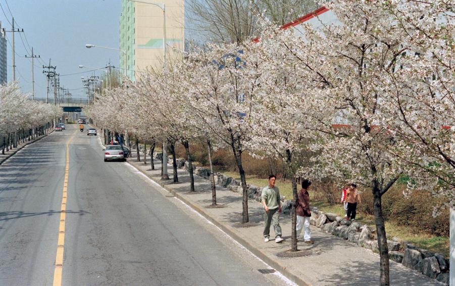 2002년 벚꽃십리길 의 사진20