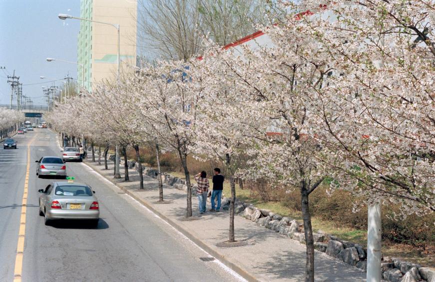2002년 벚꽃십리길 의 사진21