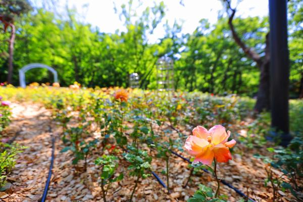 오미생태공원 의 사진8