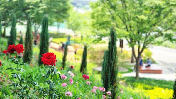 안양천주변 의 사진5