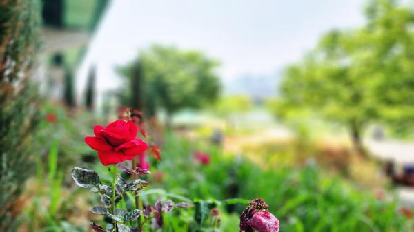 안양천주변 의 사진8