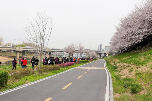 해피워킹 과 안양천 벚꽃 대표사진