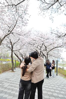 벚꽃 대표사진